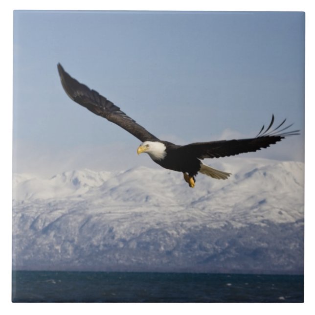 Vitörad havsörn under flykt, Haliaeetus leucocepha Kakelplatta (Framsidan)