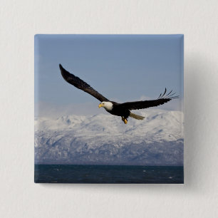 Vitörad havsörn under flykt, Haliaeetus leucocepha Knapp