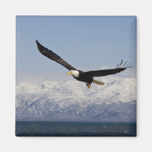 Vitörad havsörn under flykt, Haliaeetus leucocepha Magnet
