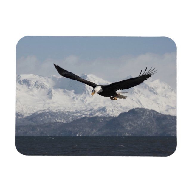 Vitörad havsörn under flykt, Haliaeetus leucocepha Magnet (Horisontell)