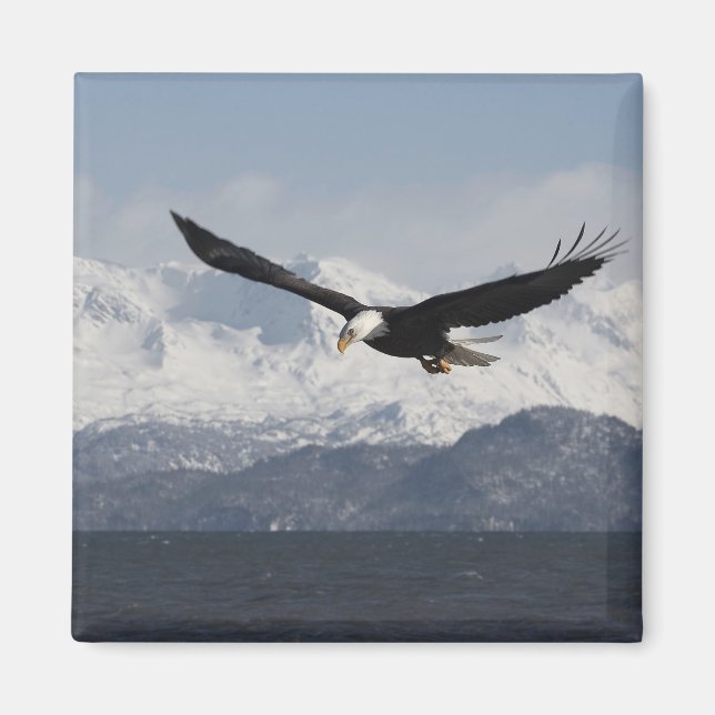 Vitörad havsörn under flykt, Haliaeetus leucocepha Magnet (Framsidan)
