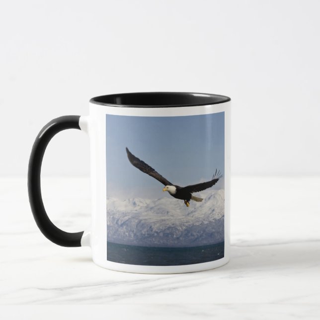 Vitörad havsörn under flykt, Haliaeetus leucocepha Mugg (Vänster)
