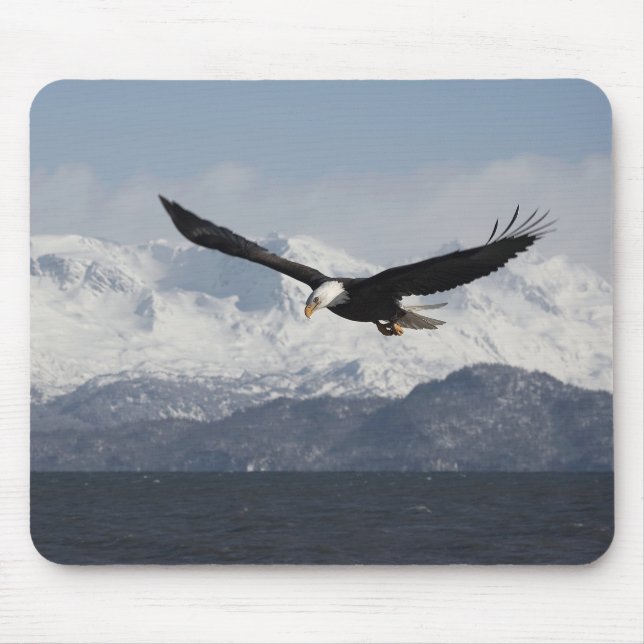 Vitörad havsörn under flykt, Haliaeetus leucocepha Musmatta (Framsidan)