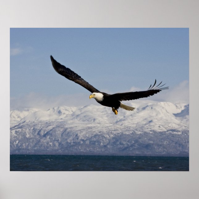 Vitörad havsörn under flykt, Haliaeetus leucocepha Poster (Framsidan)