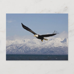 Vitörad havsörn under flykt, Haliaeetus leucocepha Vykort