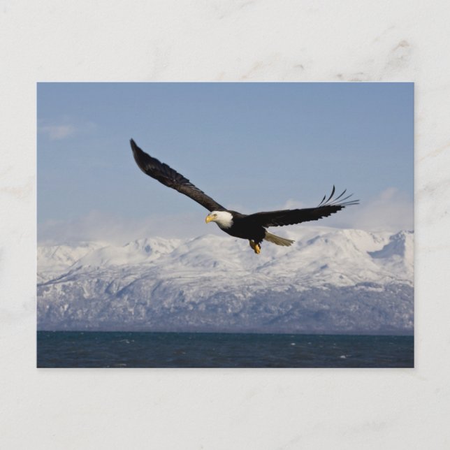 Vitörad havsörn under flykt, Haliaeetus leucocepha Vykort (Framsida)