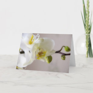 VitOrchid •, Hälsningkort Kort