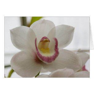 VitOrchid Hälsningskort