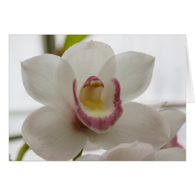 VitOrchid Hälsningskort (Framsidan Horizontal)