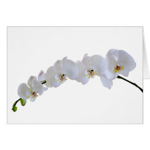 Vitorchid Hälsningskort