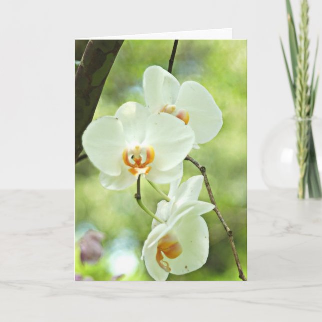 VitOrchid Kort (Framsida)