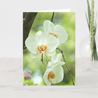 VitOrchid Kort