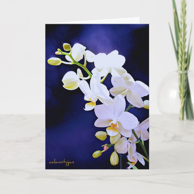 Vitorchid på kungligt blåttfödelsedagkort kort (Framsida)