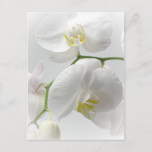 Vitorchid Vykort