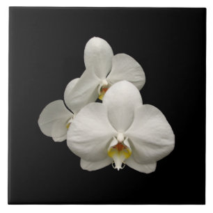 VitOrchids Kakelplatta