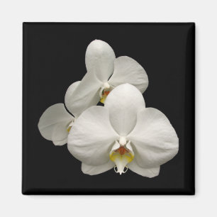 VitOrchids Magnet