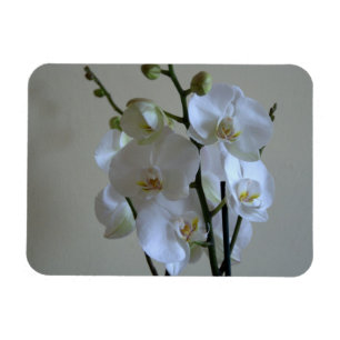 Vitorchids Magnet