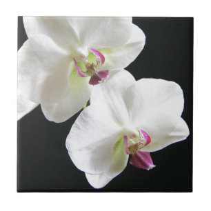 VitOrchids på svart Kakelplatta