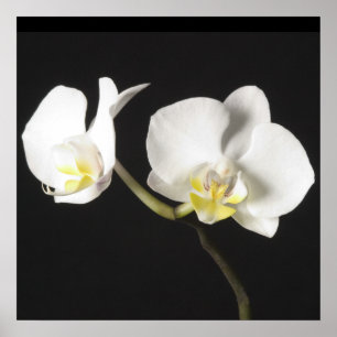 VitOrchids Poster