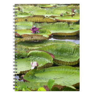 Vitoria Regis, jätte näckrosor i Amazonas Anteckningsbok Med Spiral