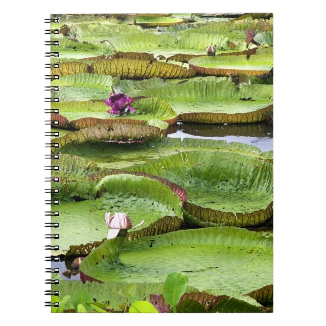 Vitoria Regis, jätte näckrosor i Amazonas Anteckningsbok Med Spiral (Framsidan)