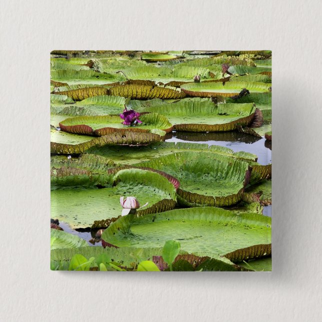 Vitoria Regis, jätte näckrosor i Amazonas Knapp (Framsida)