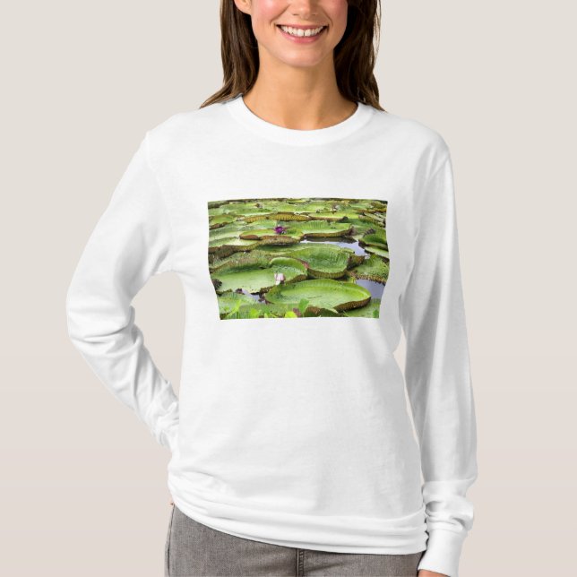 Vitoria Regis, jätte vattenliljor i Amazonas T Shirt (Framsida)