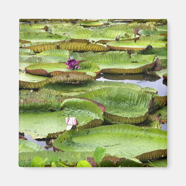Vitoria Regis, jättevattenliljor i Amazonas Magnet (Framsidan)