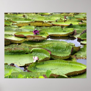 Vitoria Regis, jättevattenliljor i Amazonas Poster
