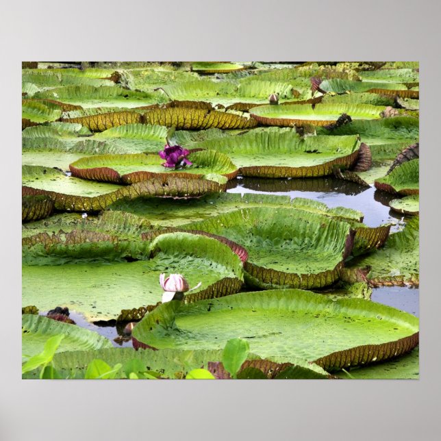 Vitoria Regis, jättevattenliljor i Amazonas Poster (Framsidan)