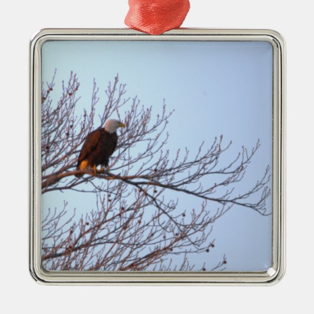 Vitörn Ornament  (Framsidan)