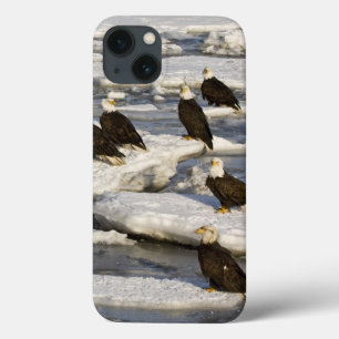 Vitörnad havsörn, Haliaeetus leucocephalus, Homer,