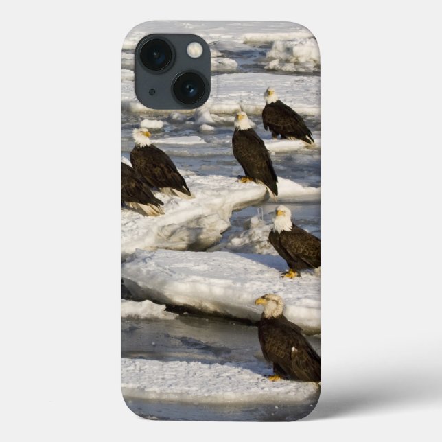 Vitörnad havsörn, Haliaeetus leucocephalus, Homer, (Baksida)