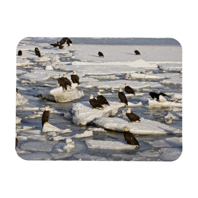 Vitörnad havsörn, Haliaeetus leucocephalus, Homer, Magnet (Horisontell)