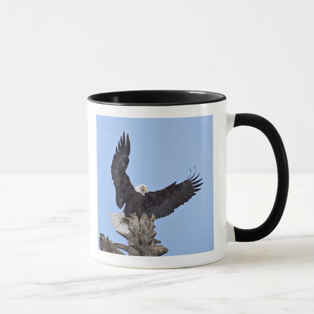 Vitörnad havsörn (Haliaeetus leucocephalus) med vi Mugg (Höger)