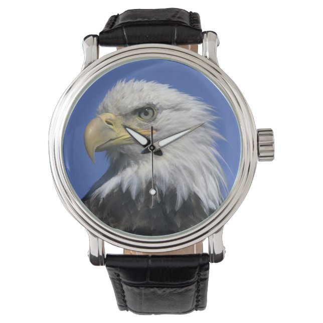 Vitörnad havsörn, (Haliaeetus leucocephalus), vild Armbandsur (Framsida)