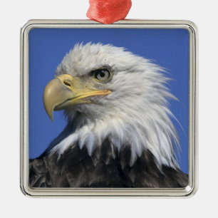 Vitörnad havsörn, (Haliaeetus leucocephalus), vild Julgransprydnad Metall