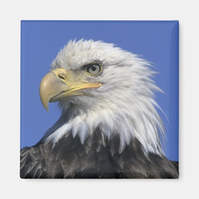 Vitörnad havsörn, (Haliaeetus leucocephalus), vild Magnet (Framsidan)