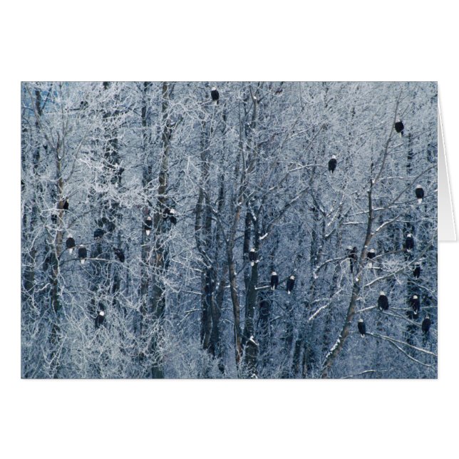 Vitörnar Hälsningskort (Framsidan Horizontal)