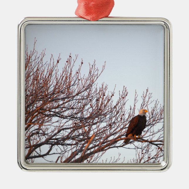 Vitörrn Ornament (Framsidan)