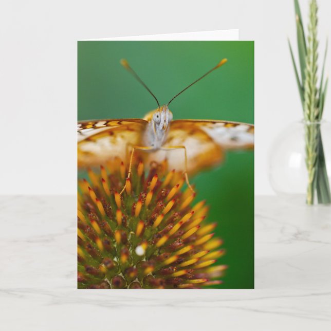 Vitpåfågel Kort (Framsida)