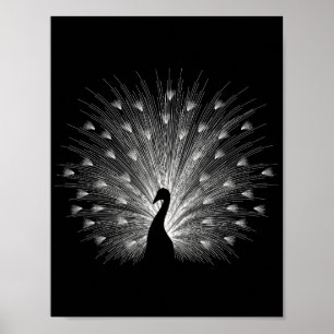 Vitpåfågel Poster
