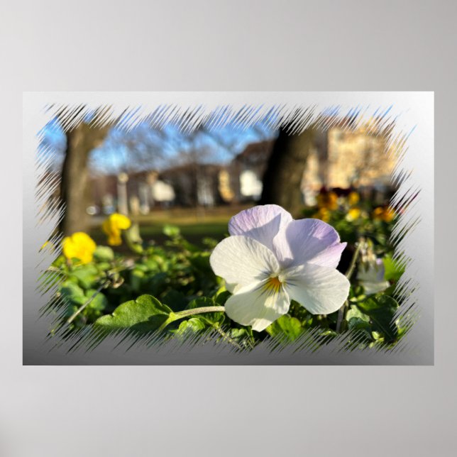 Vitpansy silver poster (Framsidan)