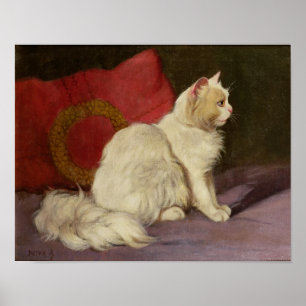 Vitperserkatt Poster