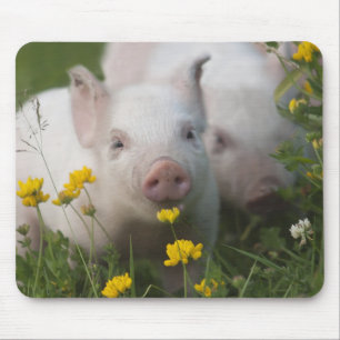 VitPiglet som omges av gula blommor Musmatta