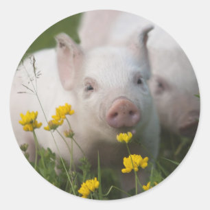 VitPiglet som omges av gula blommor Runt Klistermärke