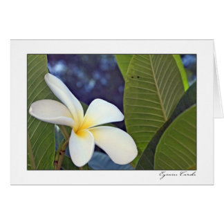 VitPlumeria Hälsningskort