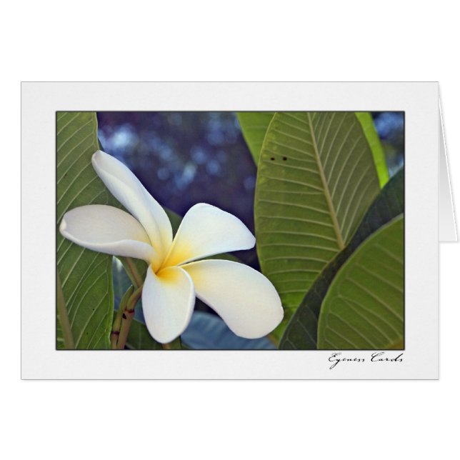 VitPlumeria Hälsningskort (Framsidan Horizontal)