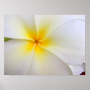 VitPlumeria Poster