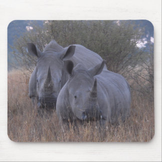 VitRhinos Musmatta